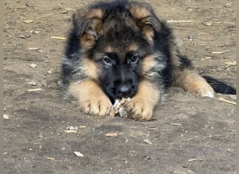 Schåferhundwelpen