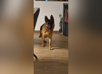 12 Monate alte Schäferhundhündin