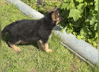 Schåferhundwelpen