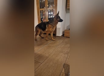 12 Monate alte Schäferhundhündin