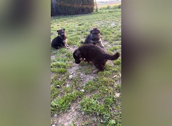 12 Monate alte Schäferhundhündin