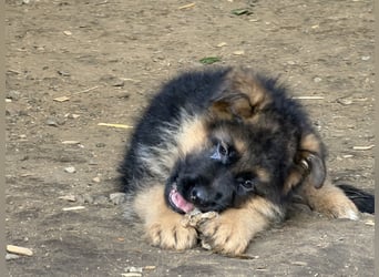 Schåferhundwelpen