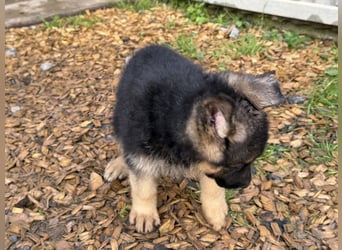 Schåferhundwelpen