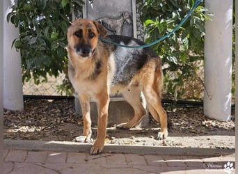 Isa ist eine lebensfrohe Schäferhündin mit einer berührenden Geschichte