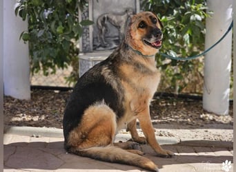 Isa ist eine lebensfrohe Schäferhündin mit einer berührenden Geschichte