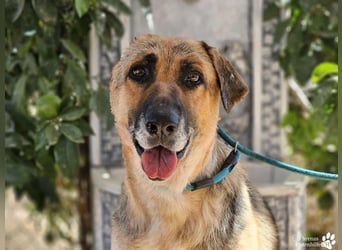 Isa ist eine lebensfrohe Schäferhündin mit einer berührenden Geschichte