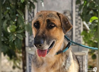 Isa ist eine lebensfrohe Schäferhündin mit einer berührenden Geschichte