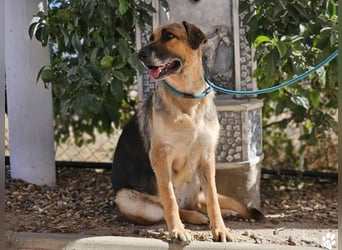 Isa ist eine lebensfrohe Schäferhündin mit einer berührenden Geschichte