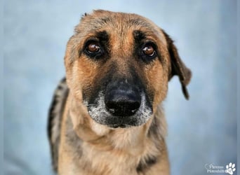 Isa ist eine lebensfrohe Schäferhündin mit einer berührenden Geschichte