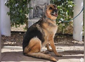 Isa ist eine lebensfrohe Schäferhündin mit einer berührenden Geschichte