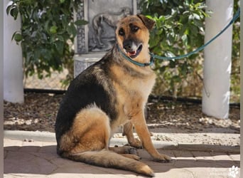 Isa ist eine lebensfrohe Schäferhündin mit einer berührenden Geschichte