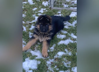 Schäferhundewelpen 4 Rüden