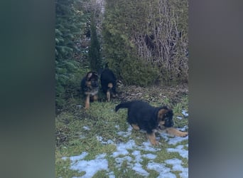 Schäferhundewelpen 4 Rüden