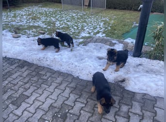 Schäferhundewelpen 4 Rüden