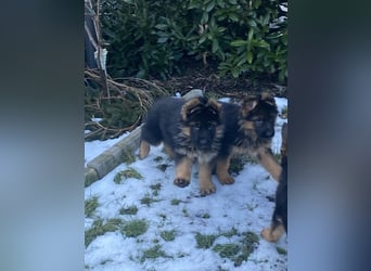 Schäferhundewelpen 4 Rüden