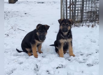 Deutsche Schäferhundwelpen mit SV/VDH Papieren