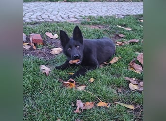 Deutscher Schäferhund Hündin