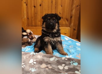 Deutscher Schäferhund Rüde