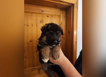 Deutscher Schäferhund Rüde