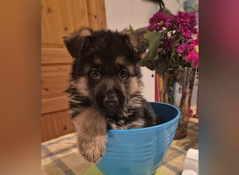 Deutscher Schäferhund Rüde