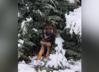 Deutsche Schäferhundwelpen mit SV/VDH Papieren