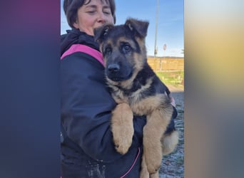 Deutscher Schäferhund Rüde