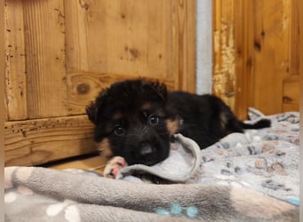 Deutscher Schäferhund Rüde