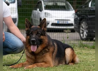 Deutsche Schäferhundwelpen mit SV/VDH Papieren