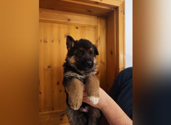 Deutscher Schäferhund Rüde