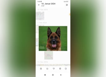 Deutsche Schäferhundwelpen mit SV/VDH Papieren