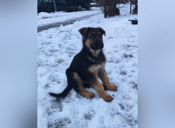Deutsche Schäferhundwelpen mit SV/VDH Papieren
