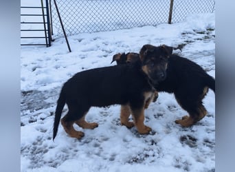 Deutsche Schäferhundwelpen mit SV/VDH Papieren