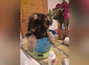 Deutscher Schäferhund Rüde