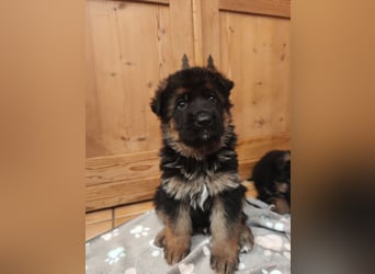 Deutscher Schäferhund Rüde