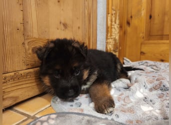 Deutscher Schäferhund Rüde