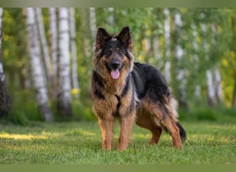 Freundliche Greta sucht ihre Menschen