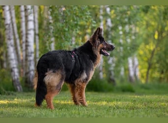 Freundliche Greta sucht ihre Menschen