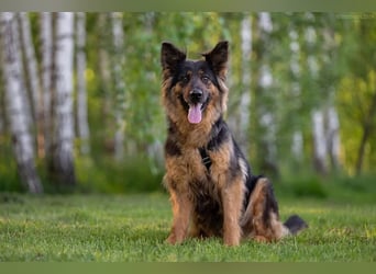 Freundliche Greta sucht ihre Menschen