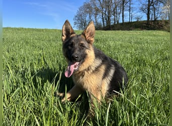 Deutsche Schäferhündin sucht ein liebevolles Zu Hause