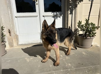 Deutsche Schäferhündin sucht ein liebevolles Zu Hause