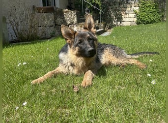 Deutsche Schäferhündin sucht ein liebevolles Zu Hause