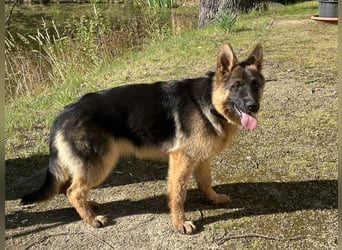 Deutsche Schäferhündin sucht ein liebevolles Zu Hause