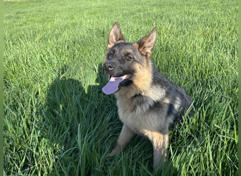 Deutsche Schäferhündin sucht ein liebevolles Zu Hause