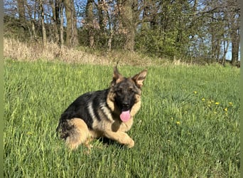 Deutsche Schäferhündin sucht ein liebevolles Zu Hause