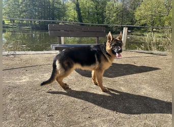 Deutsche Schäferhündin sucht ein liebevolles Zu Hause