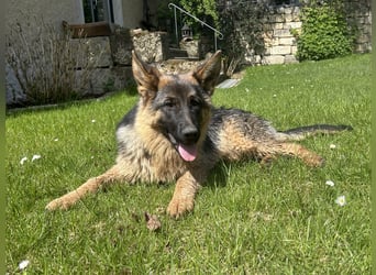 Deutsche Schäferhündin sucht ein liebevolles Zu Hause