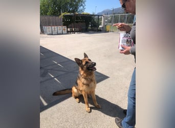 Schäferhündin Vega