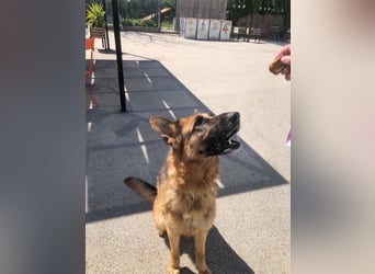 Schäferhündin Vega