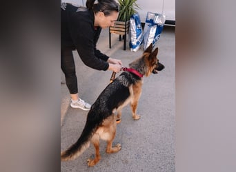 Schäferhündin Vega