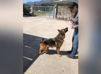 Schäferhündin Vega